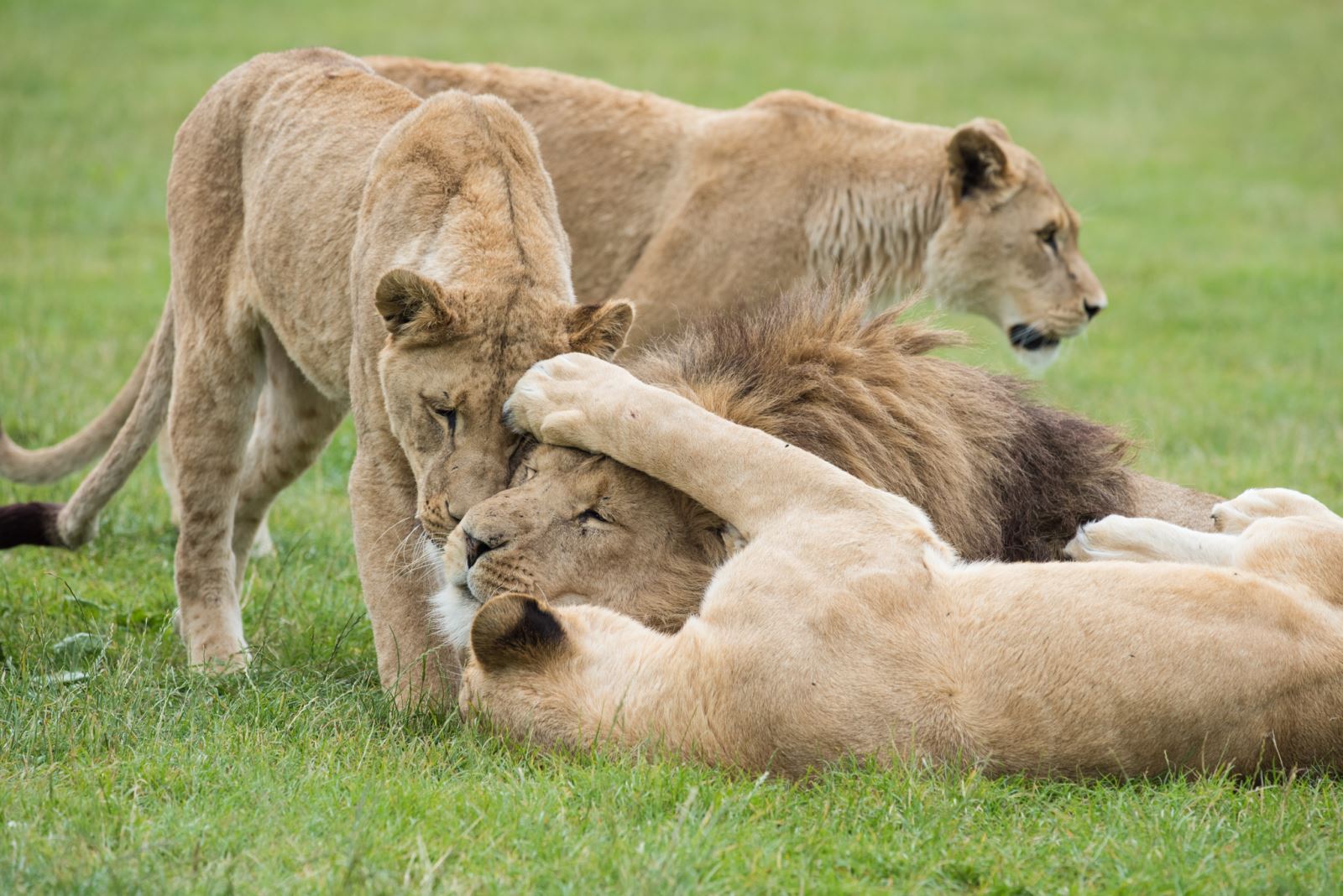 African Lions At Longleat